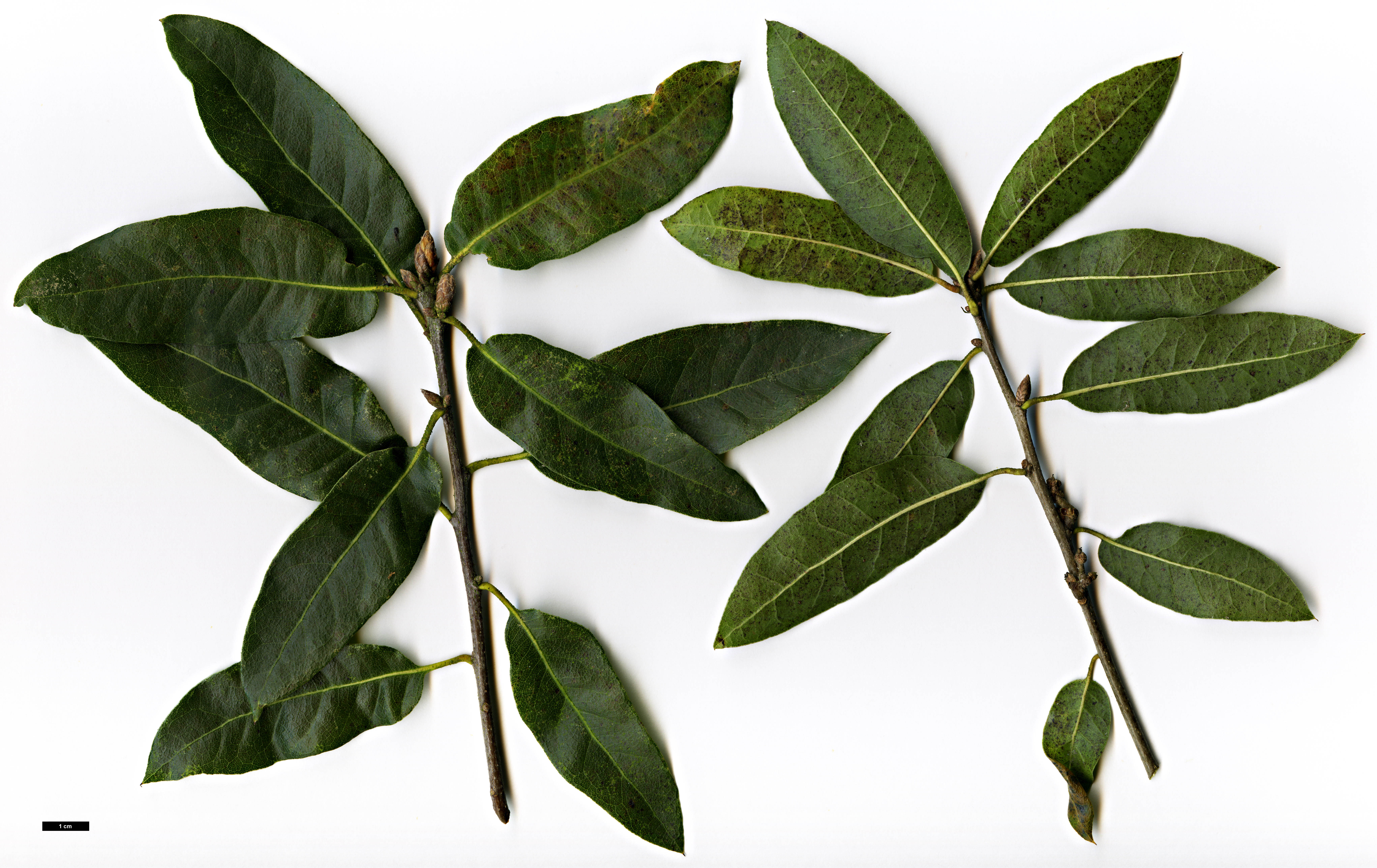 High resolution image: Family: Fagaceae - Genus: Quercus - Taxon: parvula - SpeciesSub: var. parvula